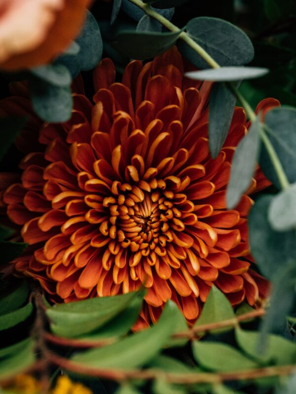 a large orange flower surrounded by green leaves