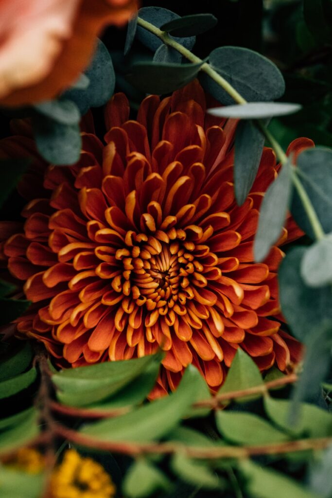 a large orange flower surrounded by green leaves