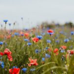 a field full of red and blue flowers