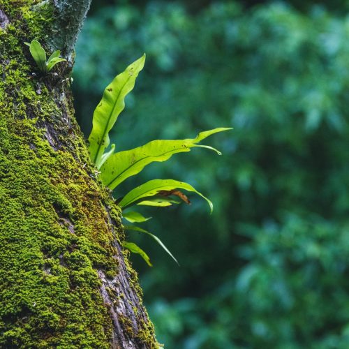 a green plant growing on the side of a tree